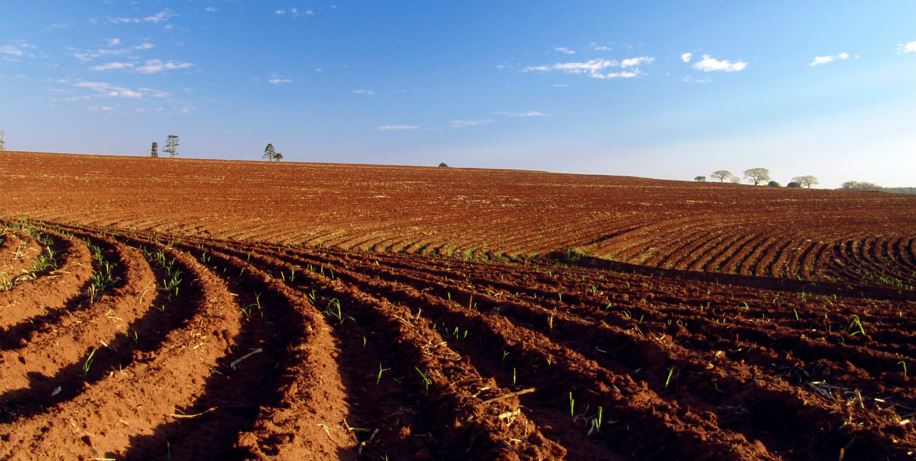 agricultura